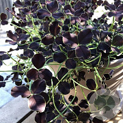 Trifolium repens Dark Debbie GM P9