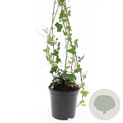 Hedera helix GM C1.3
