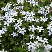 Isotoma fluviatilis 'Alba' GM P9