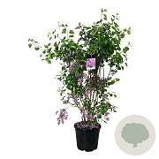 Syringa v. 'Sensation' 170-200 cm cont. 55L extra