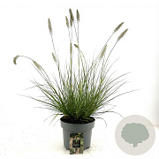Pennisetum al. 'Hameln' GM C5