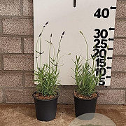 Lavandula ang. 'Hidcote' 15-20 cm P13