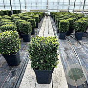Ilex crenata Dark Green 30 cm 10L kubus
