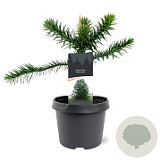 Araucaria araucana 25-30 cm 3,5L