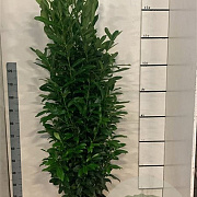 Prunus l. Genolia 140-160 cm draadkluit solitair rose
