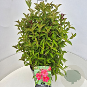 Weigela 'Bristol Ruby' 40-60 cm 10L