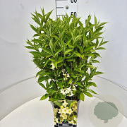 Weigela 'Candida' 40-60 cm 10L
