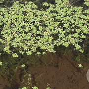 Callitriche palustris GM P9 leverbaar