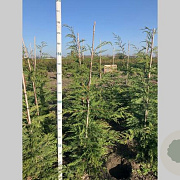 Cupressocyparis leylandii 125-150 cm met kluit