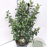 Escallonia 'Iveyi' 40-50 cm 5,0L