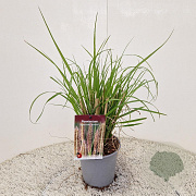 Pennisetum al. 'Redhead' 25-30 cm 2,5L