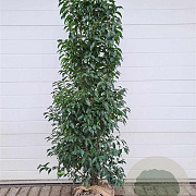 Prunus l. 'Angustifolia' 150-175 cm met kluit