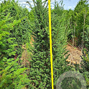 Taxus baccata 100-125 cm met kluit