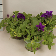Petunia surfinia Giant Blue GM P12
