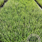 Calamintha nepeta GM P9
