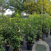 Prunus l. 'Angustifolia' 80-100 cm 7,5L