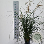 Miscanthus sin. 'Yaku Jima' 90-100 cm 6,5L