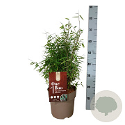 Fargesia 'Red Dragon' 40-60 cm 6,5L