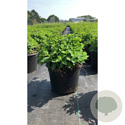 Spiraea jap. 'Little Princess' 20-25 cm C1.5