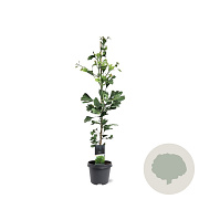 Ginkgo biloba 80-100 cm 5,0L