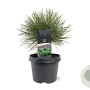 Pinus nigra 'Nana' 20-25 cm 3,0L
