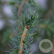 Picea omorika 50-60 cm 3,0L