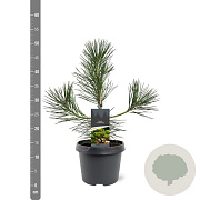 Pinus thunbergii 30-40 cm 3,0L