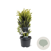 Taxus media 'Hillii' 30-40 cm 3,0L