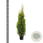 Thuja occidentalis 'King of Brabant' 150-175 cm 10L