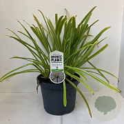Agapanthus 'Leicester' 20-30 cm 7,5L
