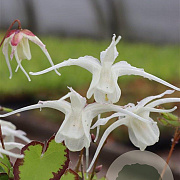 Epimedium gr. 'Bandit' GM P9
