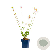 Gaura l. 'Whirling Butterflies' GM  P11