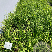 Hemerocallis 'Sammy Russell' GM 2,0L