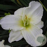 Hemerocallis 'White Temptation' GM 2,0L