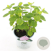Hydrangea a. Pink Annabelle 35-45 cm 5,0L