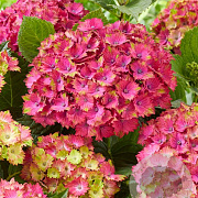 Hydrangea m. Wizard 30-40 cm 5,0L