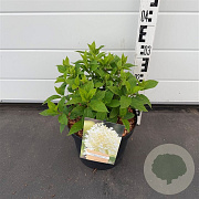 Hydrangea pan. 'Limelight' 40-50 cm 5,0L