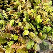 Leptinella dioica GM P9