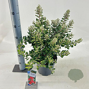 Metrosideros kerm. 'Sunninghill' 50-60 cm 5,0L
