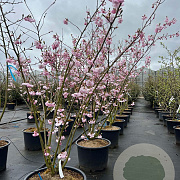 Prunus 'Accolade' 175-200 cm 40L meerstammig