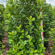 Prunus l. 'Novita' 200-225 cm draadkluit extra
