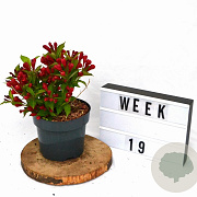 Weigela All Summer Red 25-30 cm 3,0L