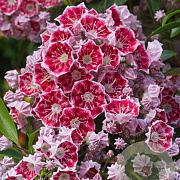 Kalmia lat. 'Pinwheel' 30-40 cm 6,5L