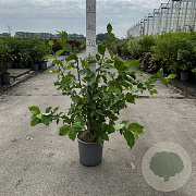 Cornus mas 60-80 cm cont. 65L
