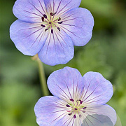 Geranium 'Azure Rush' GM P9