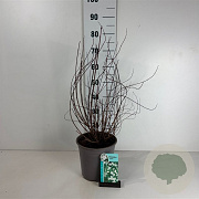 Philadelphus 'Lemoinei' 60-80 cm cont. 65L