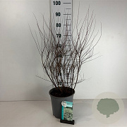 Spiraea arguta 50-60 cm 6,5L