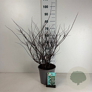 Spiraea nipp. 'Snowmound' 50-60 cm 6,5L