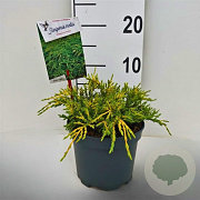 Juniperus pf. 'Pfitzeriana Aurea' 20-25 cm 2,0L