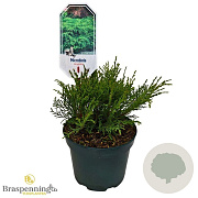 Microbiota decussata 25-30 cm 2,0L
